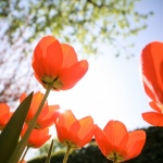 Предстоящи събития в страната за утре, 15 май