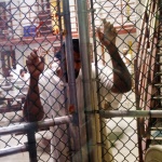 Брутално от ЦРУ