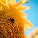 Предстоящи събития в страната 