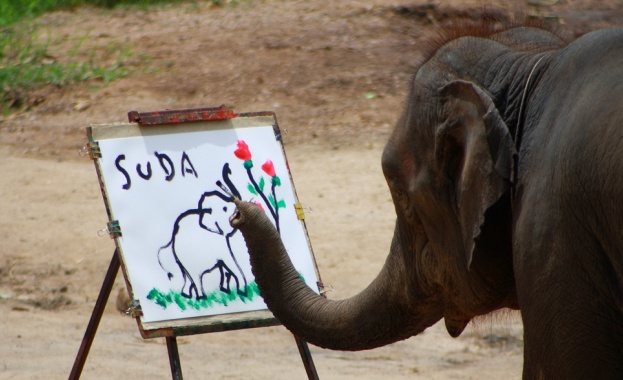 Талантливо слонче-художник владее социалните мрежи 