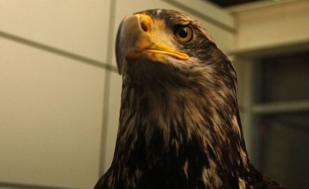 Орлицата на „Лудогорец" се завърна 