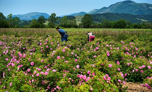 Розоберът започва в края на април
