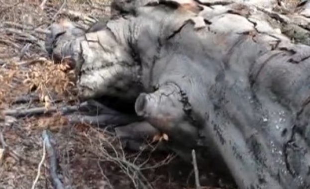 Карамфилов: Миро Найденов носи отговорност за случващото се в горския сектор