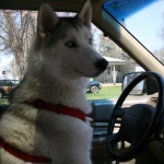 Най-много изгубени домашни кучета има в дните преди Нова година