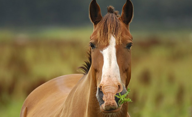 Кмет дари кон на МВР - патрулката на местните полицаи се скапала