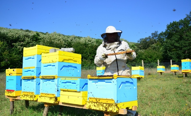 Пчелари от Русенско искат държавата да ги подпомага