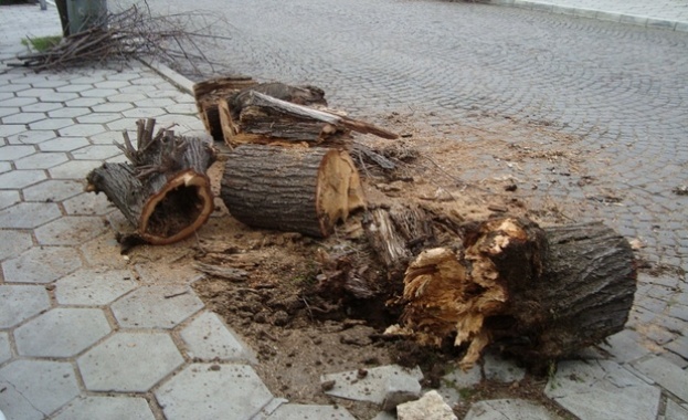 Протест срещу изсичането на дървета в центъра на Хасково
