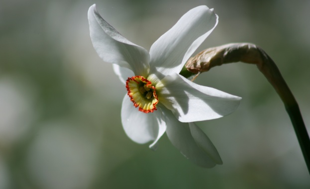 Рождениците днес