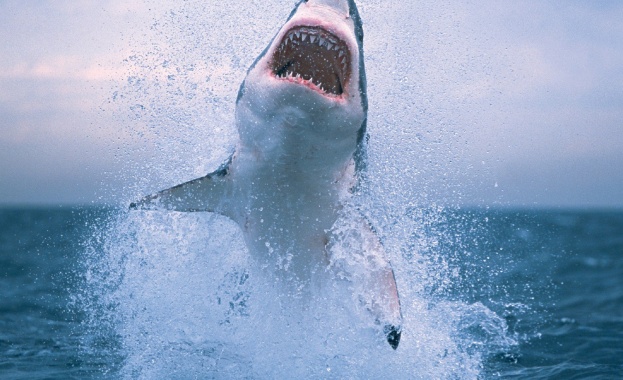 Австралийското правителство вдигна мерника на акулите 