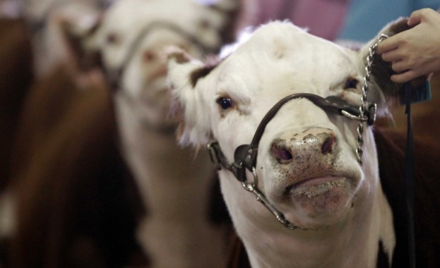 Увеличиха помощта за изхранване на животни с 4 милиона