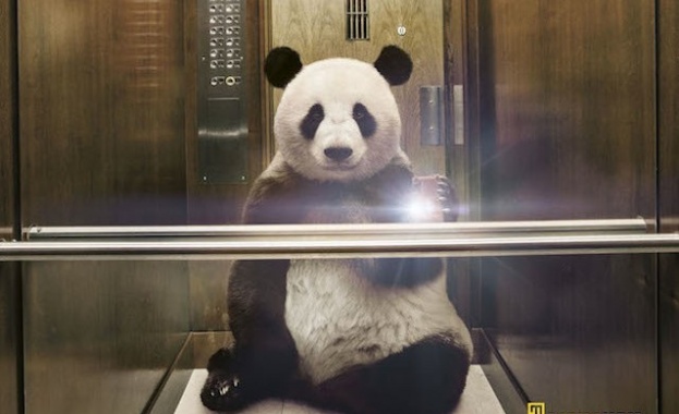 И дивите животни се пристрастиха към селфитата