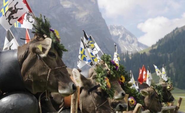 Близо 200 крави се биха в Швейцария 