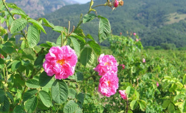 Очаква се по-добра от миналогодишната розова реколта