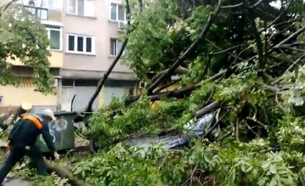 Силният вятър изкорени дърво и го стовари върху автомобил в Благоевград