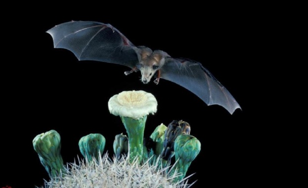 „Приказки от музея“ разказват в Националния природонаучен музей към БАН