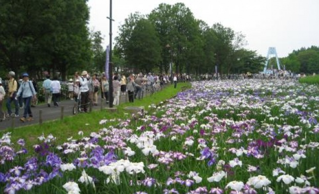 Фестивал на ириса в Токио 