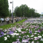 Фестивал на ириса в Токио 