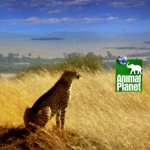 Премиерни епизоди по Animal Planet 