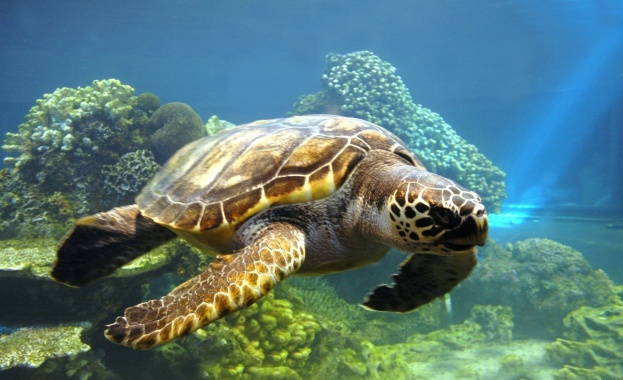 23 май е Световен ден за защита на морските костенурки