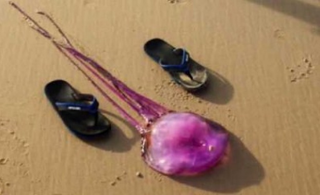 Уникално създание изплува край бреговете на Австралия 