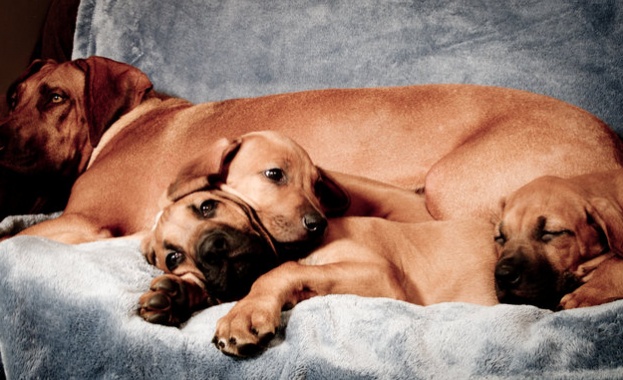 Кои са най добрите кучета пазачи Руската федерация по кинология РФК