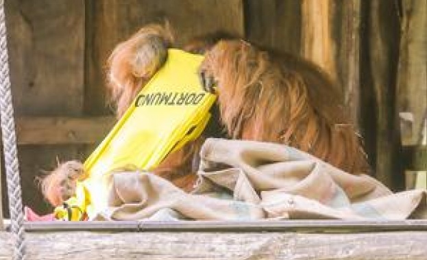 Животни свирят класика 