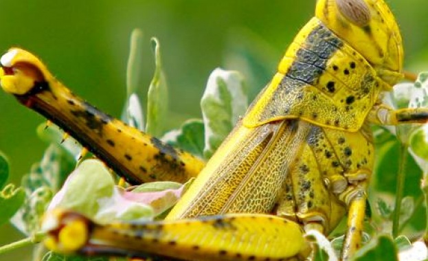 Мароканските скакалци нападнаха и Хасковско