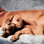 Московското метро осигури подслон на почти 200 животни