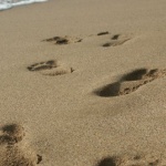 Три линейки ще се грижат за туристите по варненските плажове