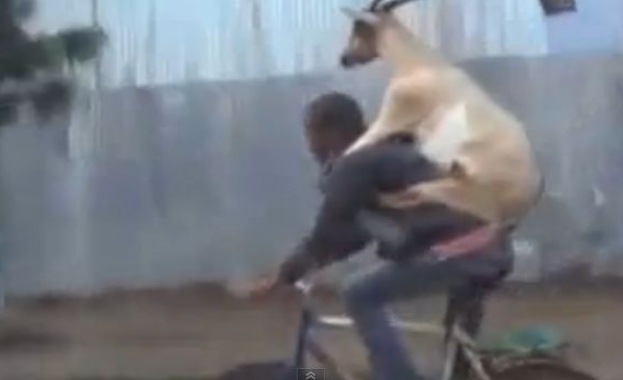 Клип на велосипедист с козел на гърба стана хит в YouTube