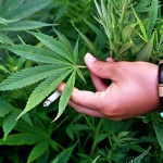 Германия е напът да легализира употребата на канабис, но частично