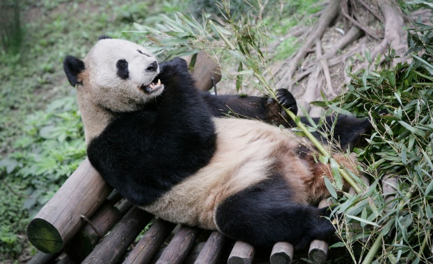 Гигантска панда спечели над 17 млн. долара