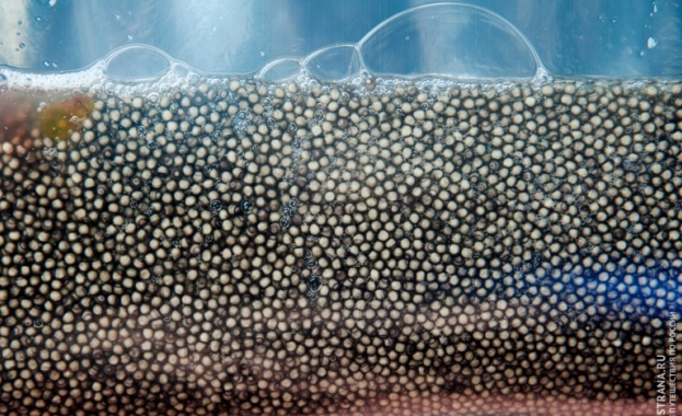 В Астрахан „доят” есетри за хайвер