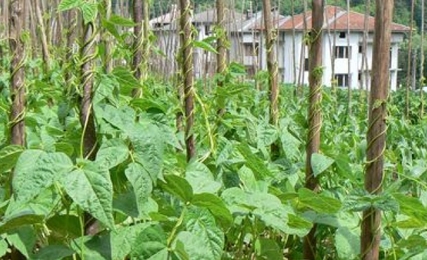 Обилните валежи нанесоха щети на около 25% от засетия смилянски фасул