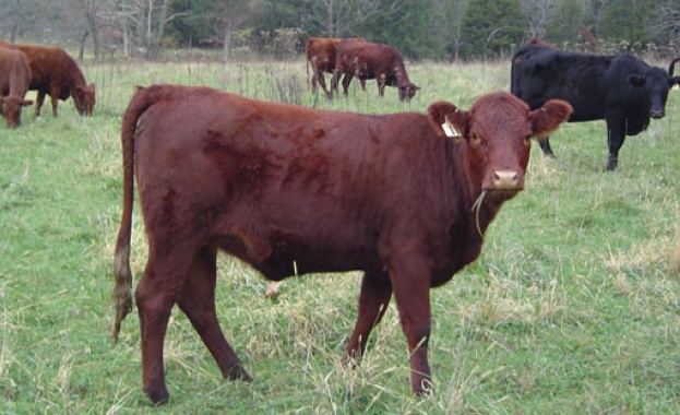 Регистрирано първично огнище на туберкулоза по говедата в Стрелча