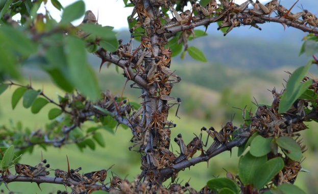 Борбата с мароканските скакалци върви с пълна сила 