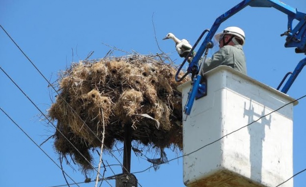 Сътрудници на EVN България в Димитровград спасиха малко щъркелче