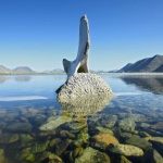 Северното чудо на Русия - остров Врангел