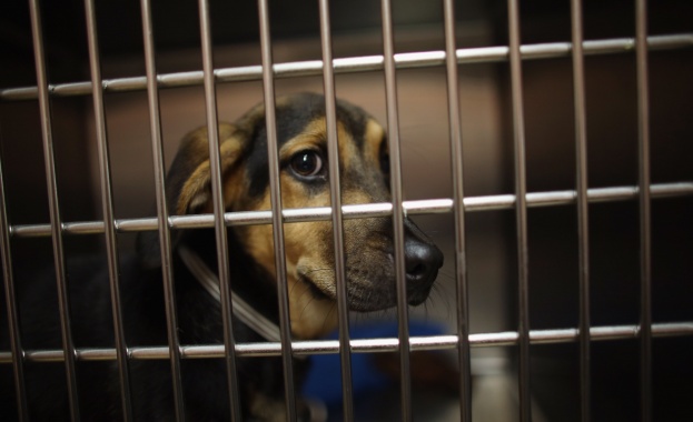 Деца биха куче до смърт