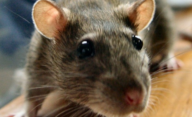 И плъховете страдат