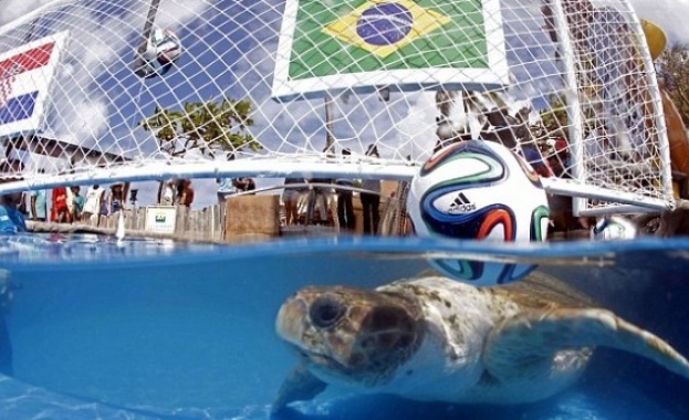 25-годишна костенурка ще предсказва мачовете в Бразилия