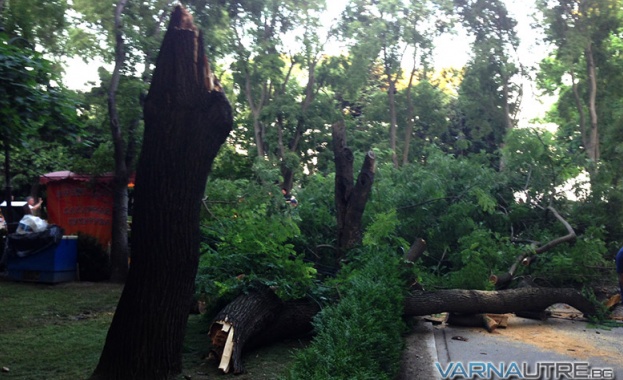 Дърво се стовари на централната алея в Морската градина, рани трима