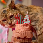 Почина най-старата котка в света 