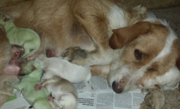 Зелени кученца се родиха в Испания