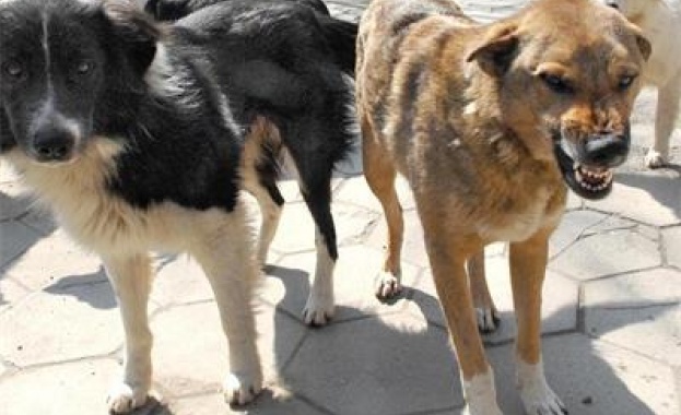  Кмет застреля домашни кучета, докато били вързани в двора на стопаните си