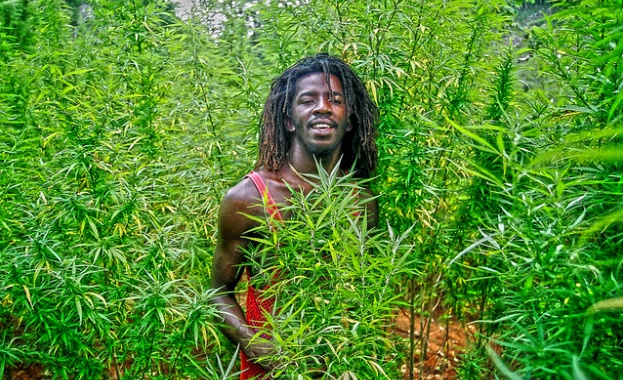 Ямайка декриминализира притежанието на марихуана