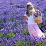 Фестивал на лавандулата в Кипър