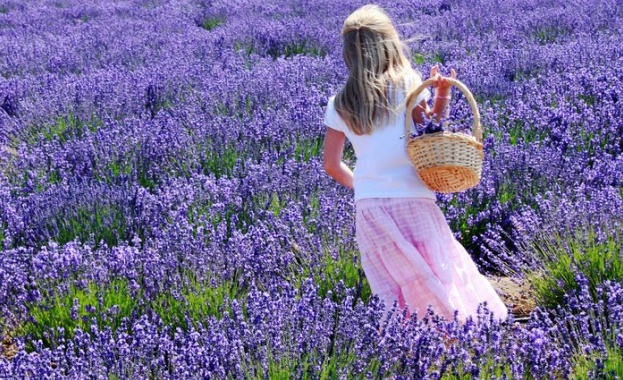 Фестивал на лавандулата в Кипър
