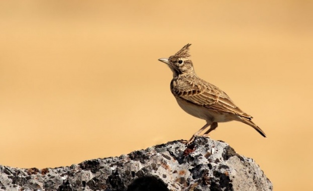 Пеят ли чучулиги в парламента?