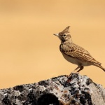 Пеят ли чучулиги в парламента?